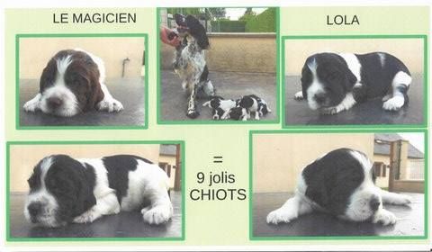 Chiots Springer